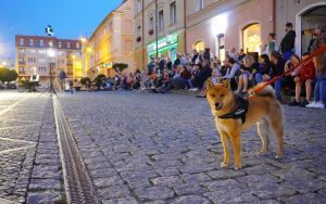 XXIV Dni Europy - Spektakl plenerowy Teatru HoM „Monsieur Charlie”  (1)