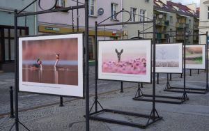 Wystawa plenerowa fotografii Damiana Stopczyńskiego "Wokół miasta" (5)